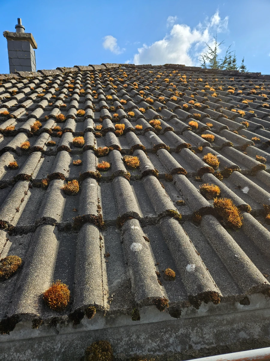 Toiture en tuiles grises recouverte de mousse avant nettoyage du toit