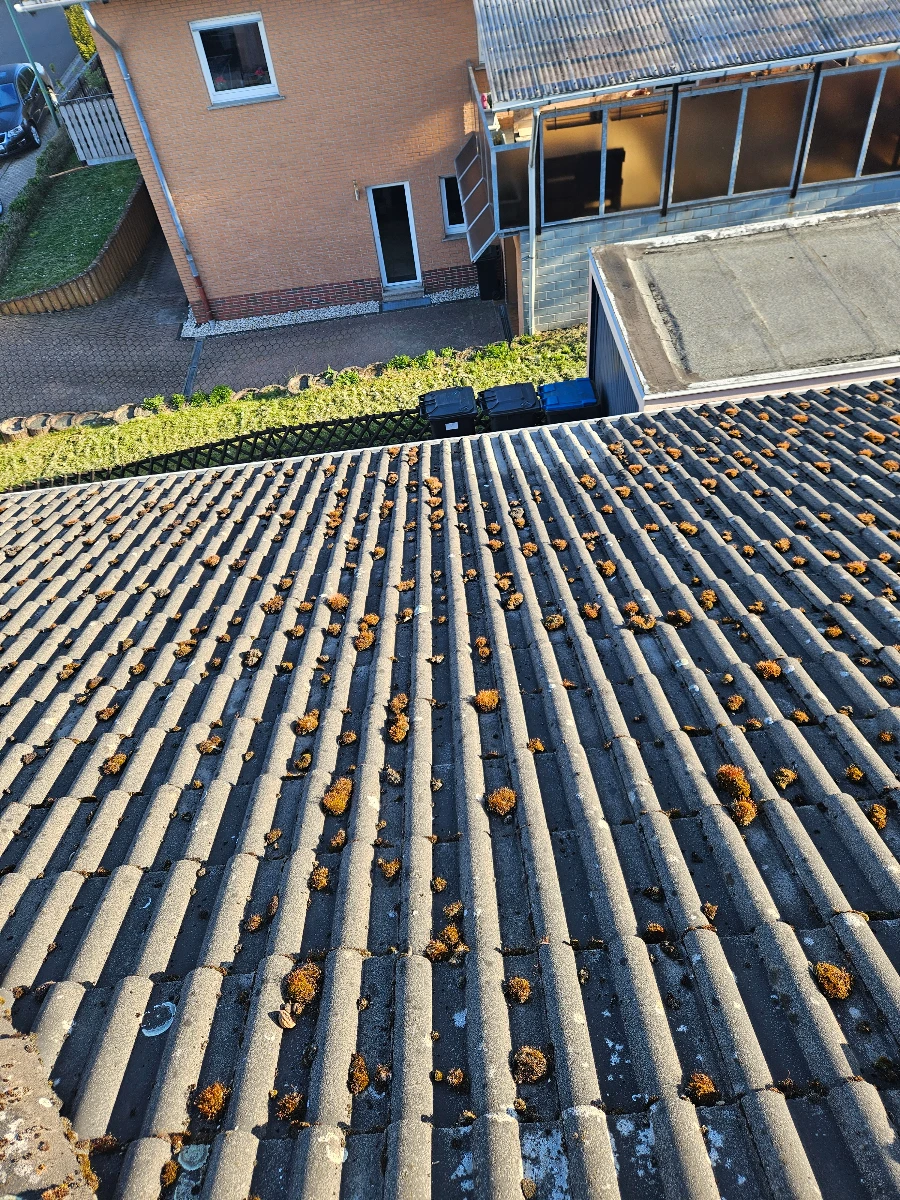 démoussage de toiture